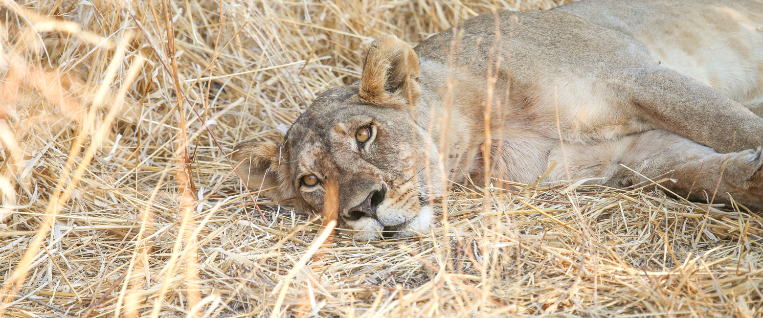 let us know your thoughts about Tanzania and we will help you create the perfect safari
