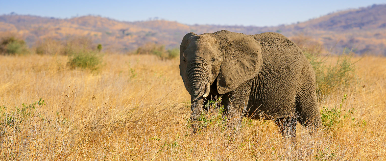 let us know your thoughts about Tanzania and we will help you create the perfect safari