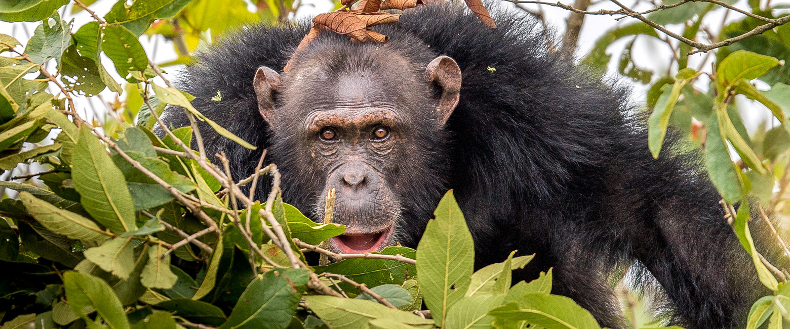 let us know your thoughts about Tanzania and we will help you create the perfect safari