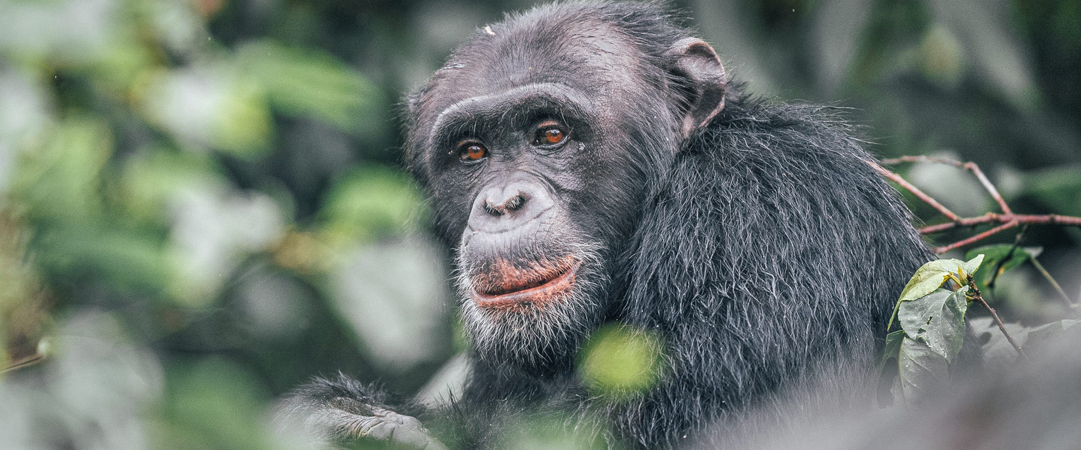 let us know your thoughts about Tanzania and we will help you create the perfect safari 