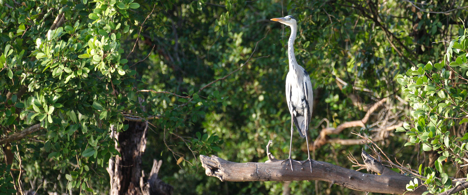 let us know your thoughts about Tanzania and we will make sure to deliver the perfect safari