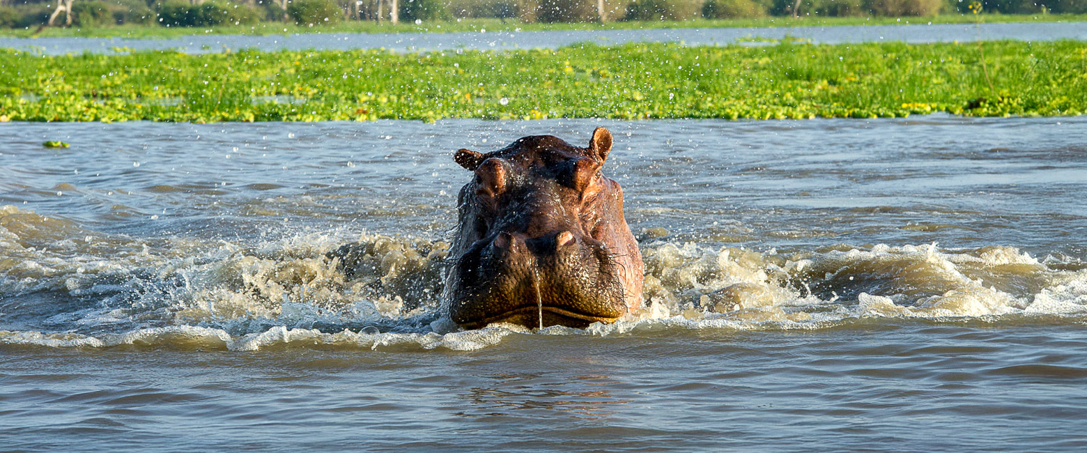 let us know your thoughts about Tanzania and we will help you create the perfect safari 