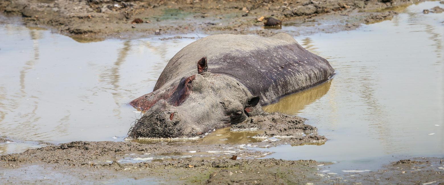 let us know your thoughts about Tanzania and we will help you create the perfect safari