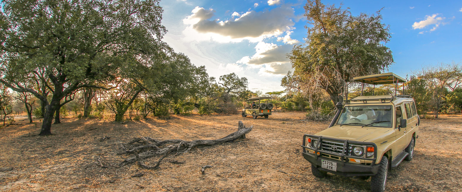 let us know your thoughts about Tanzania and we will help you create the perfect safari 