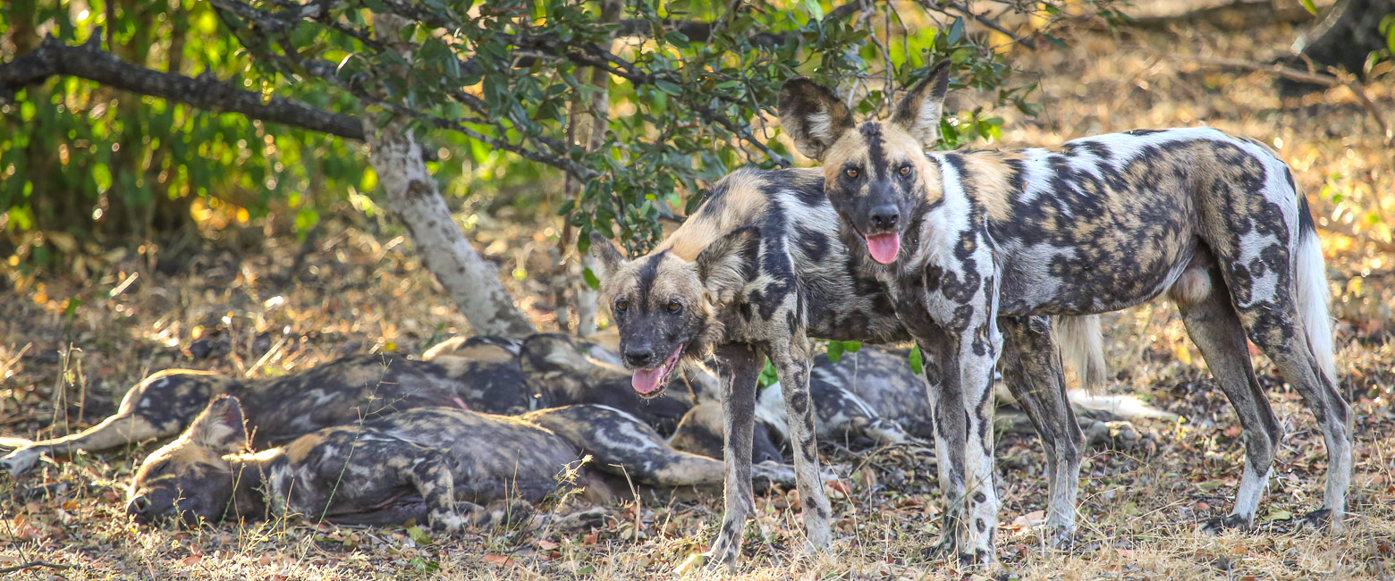 let us know your thoughts about Tanzania and we will make sure to deliver the perfect safari