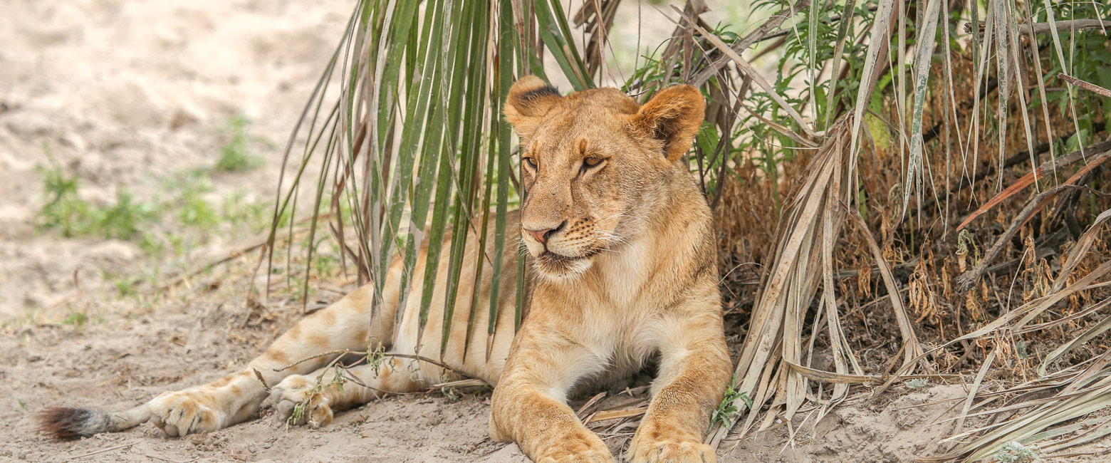 let us know your thoughts about Tanzania and we will help you create the perfect safari 