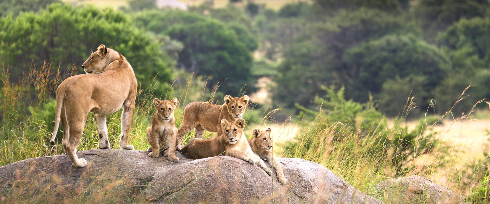 let us know your thoughts about Tanzania and we will help you create the perfect safari