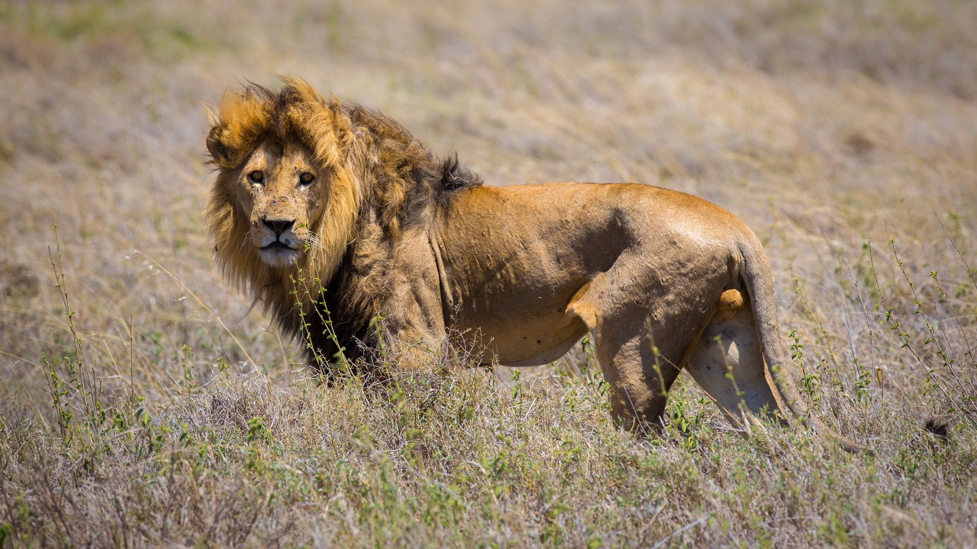Safari to Serengeti Central