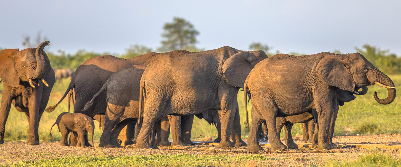 let us know your thoughts about Tanzania and we will help you create the perfect safari