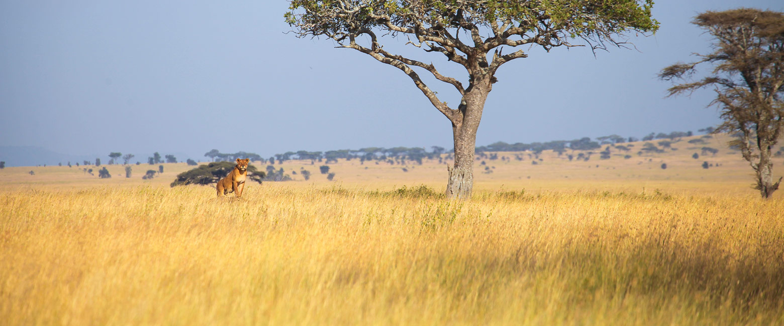 let us know your thoughts about Tanzania and we will help you create the perfect safari