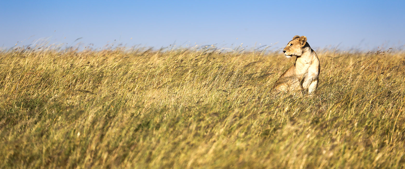 let us know your thoughts about Tanzania and we will help you create the perfect safari 