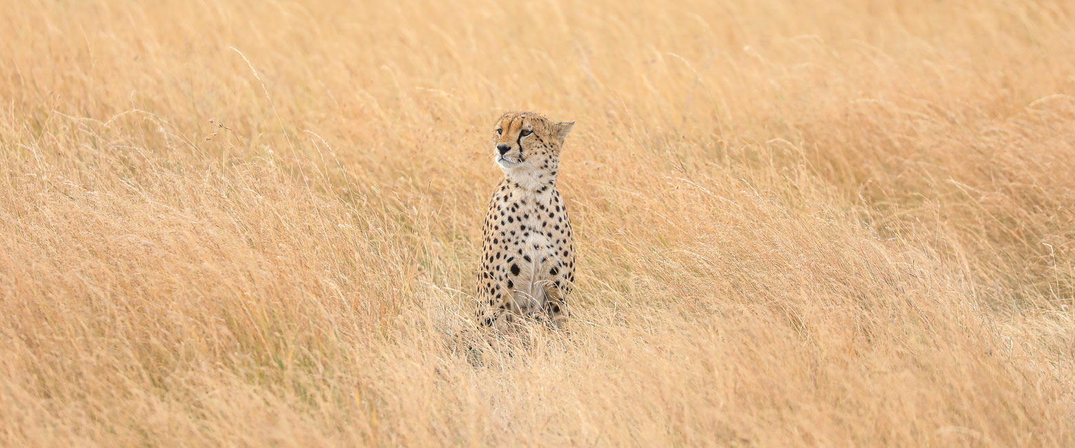 let us know your thoughts about Tanzania and we will help you create the perfect safari