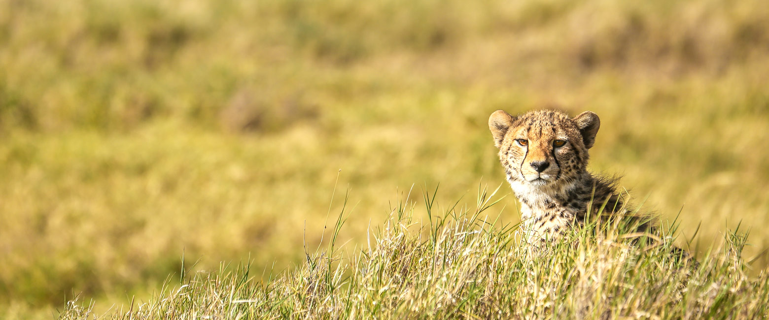 let us know your thoughts about Tanzania and we will make sure to deliver the perfect safari
