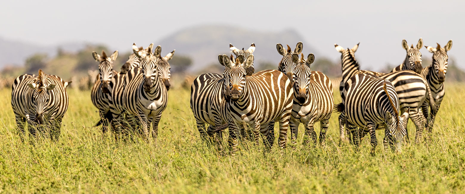 let us know your thoughts about Tanzania and we will help you create the perfect safari