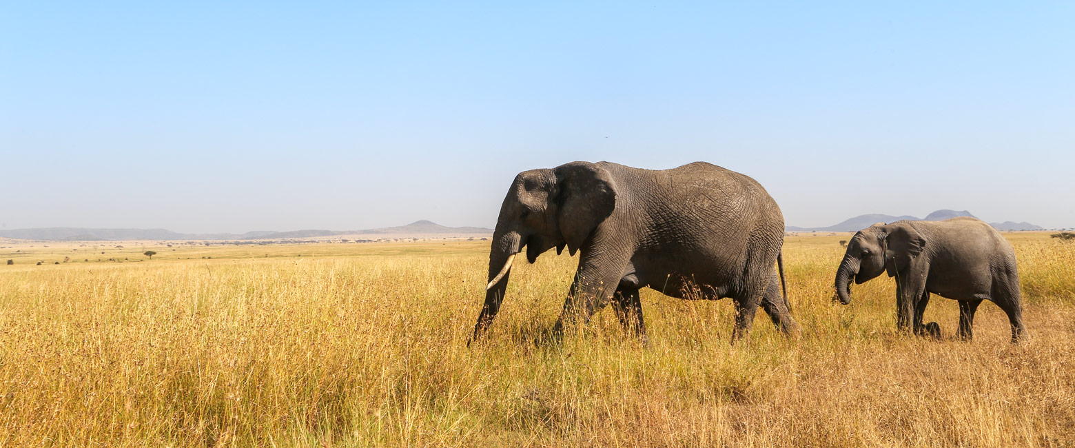 let us know your thoughts about Tanzania and we will help you create the perfect safari