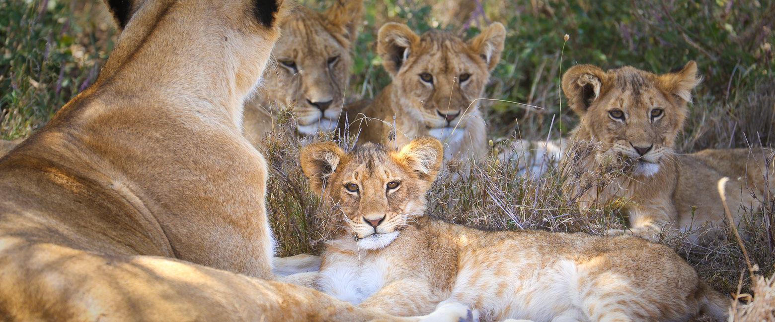 let us know your thoughts about Tanzania and we will help you create the perfect safari 