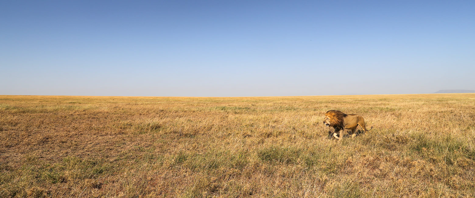 let us know your thoughts about Tanzania and we will make sure to deliver the perfect safari 