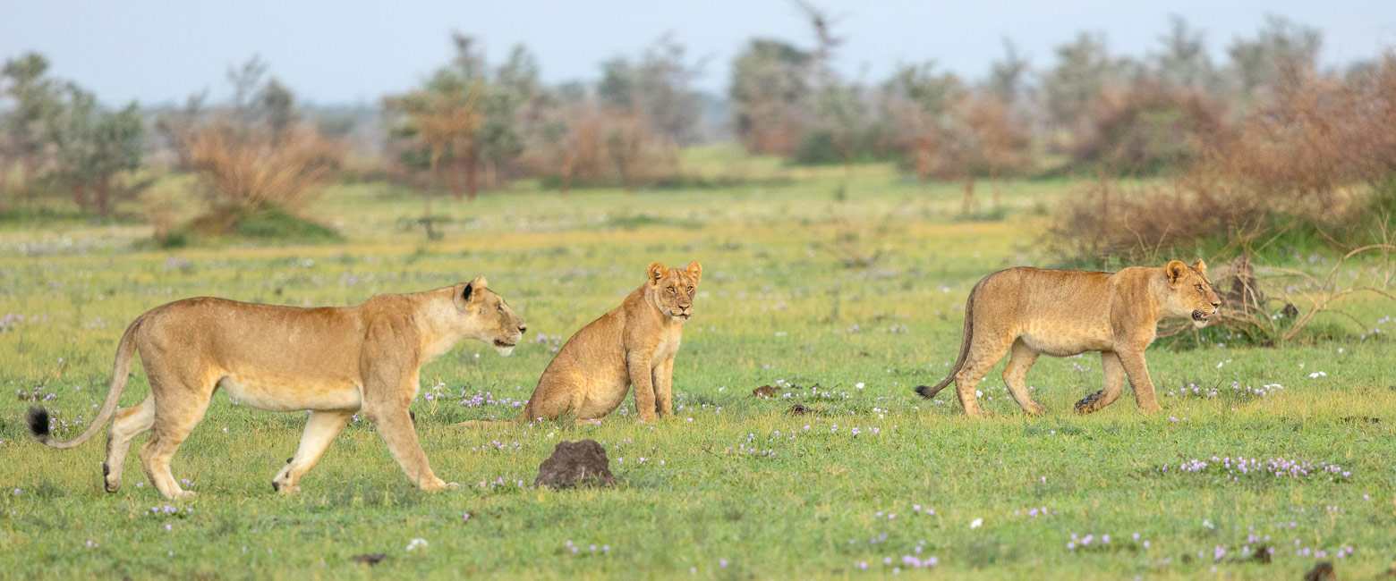 let us know your thoughts about Tanzania and we will help you create the perfect safari