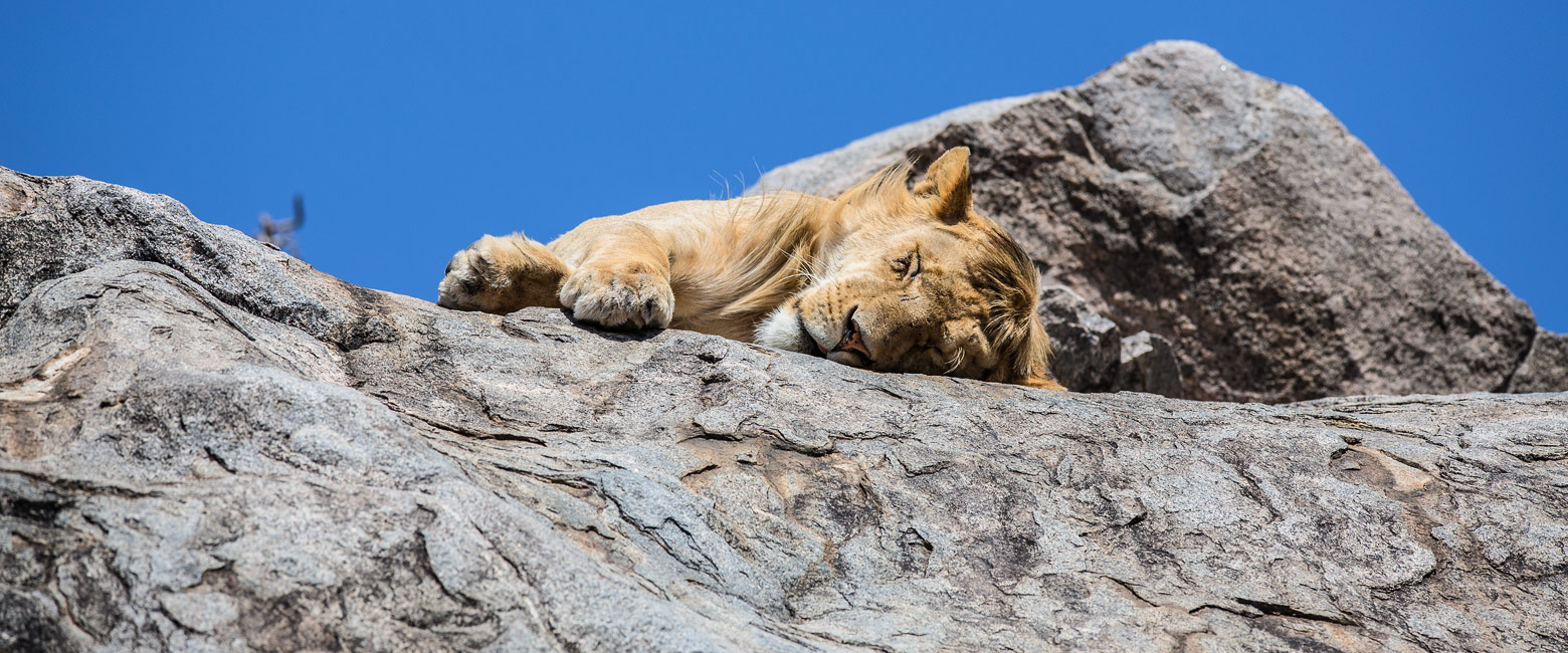 let us know your thoughts about Tanzania and we will help you create the perfect safari