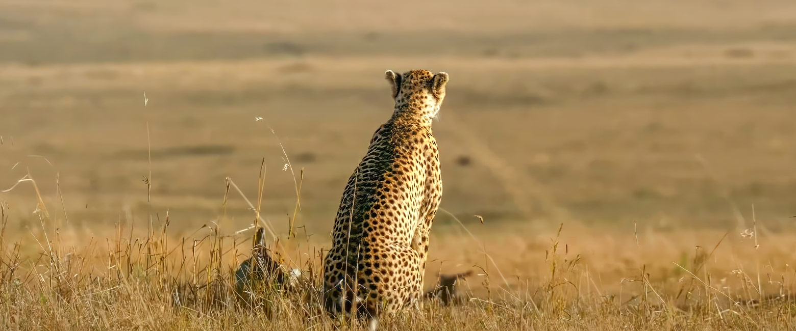 let us know your thoughts about Tanzania and we will help you create the perfect safari