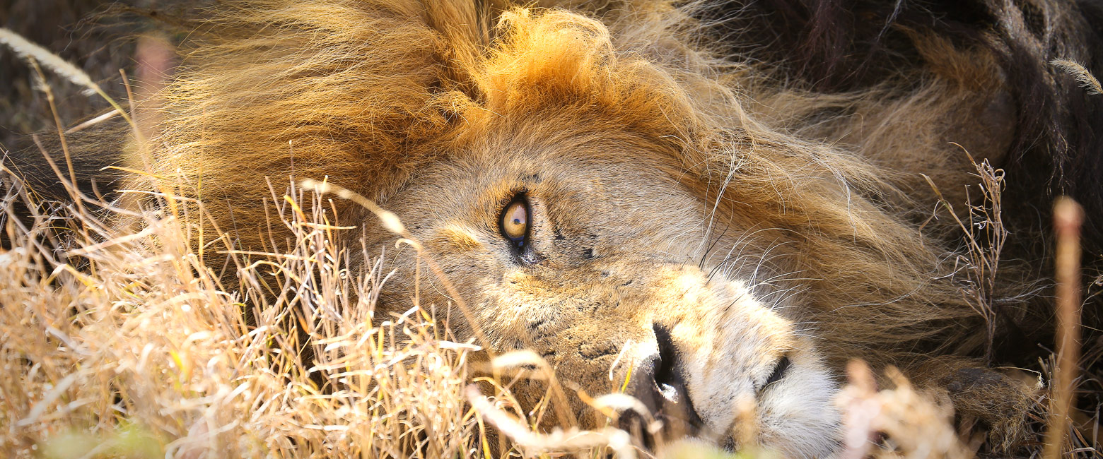 let us know your thoughts about Tanzania and we will help you create the perfect safari