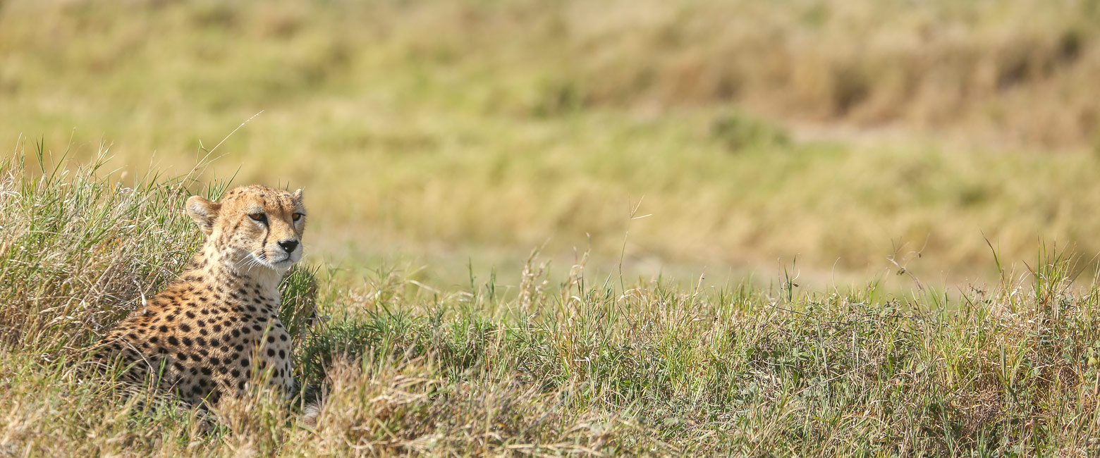 let us know your thoughts about Tanzania and we will help you create the perfect safari