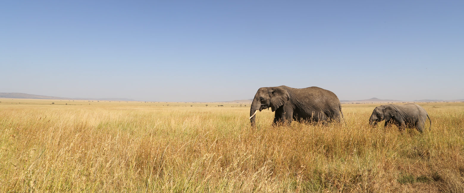 let us know your thoughts about Tanzania and we will help you create the perfect safari