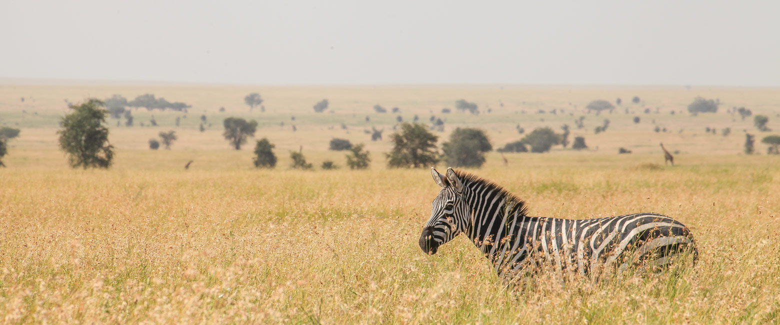 let us know your thoughts about Tanzania and we will make sure to deliver the perfect safari