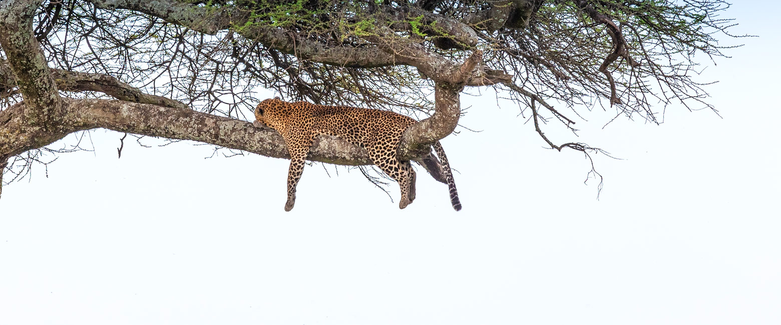 let us know your thoughts about Tanzania and we will help you create the perfect safari