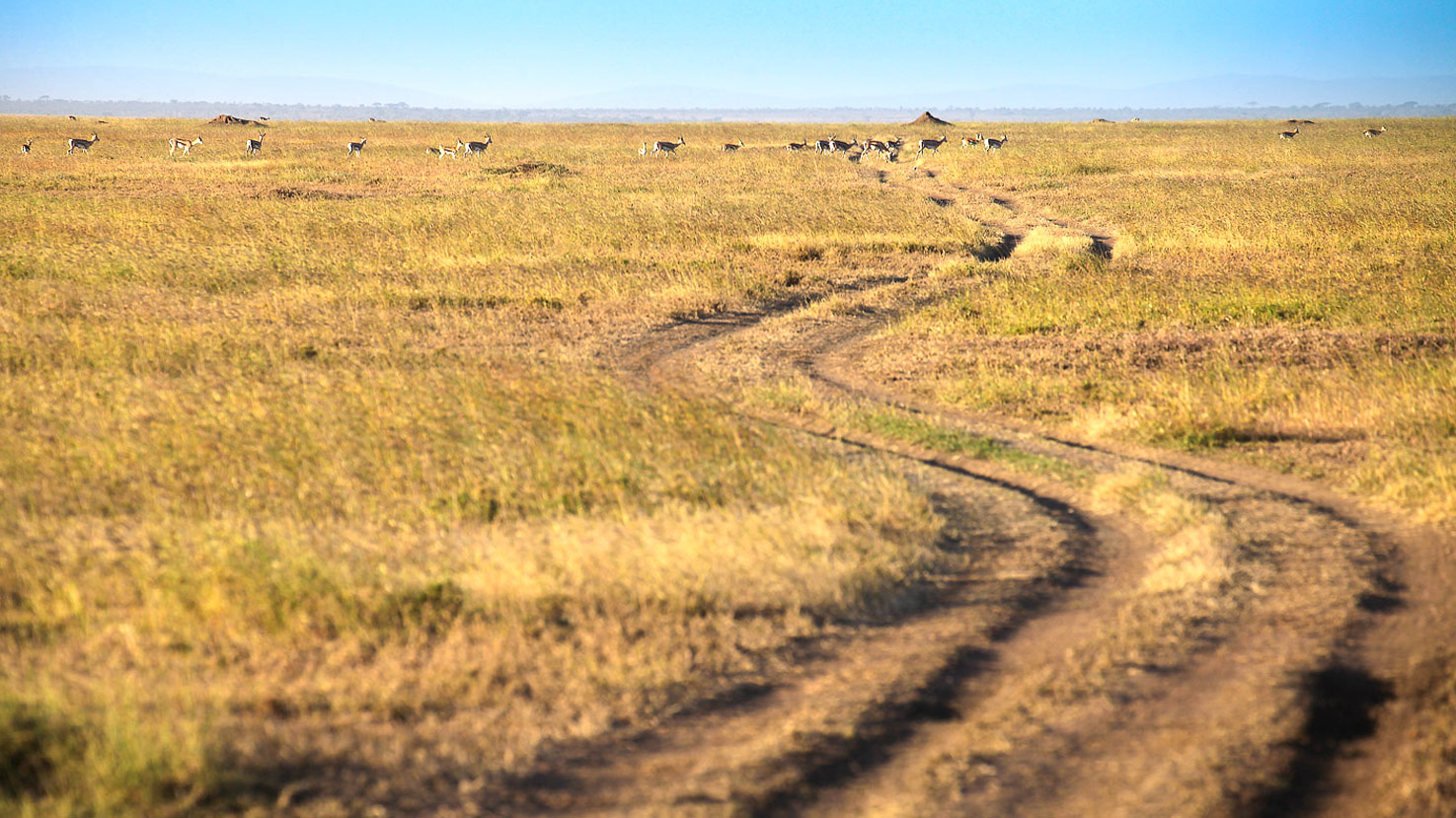 Usawa Serengeti Central