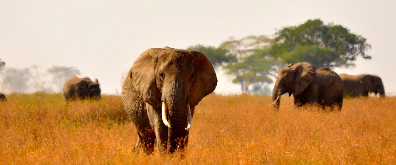 let us know your thoughts about Tanzania and we will help you create the perfect safari 