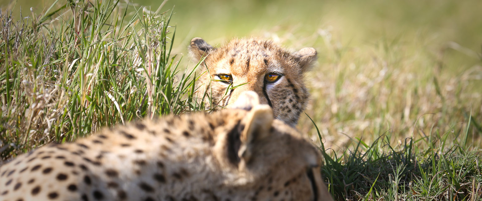 Let us know your thoughts about Tanzania and we will help you create the perfect trip 