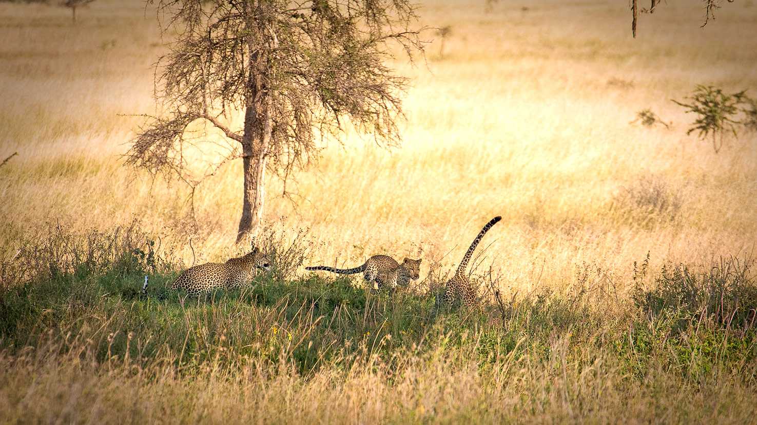Usawa Serengeti Piaya