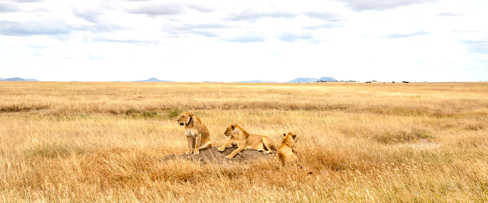 let us know your thoughts about Tanzania and we will help you create the perfect safari 