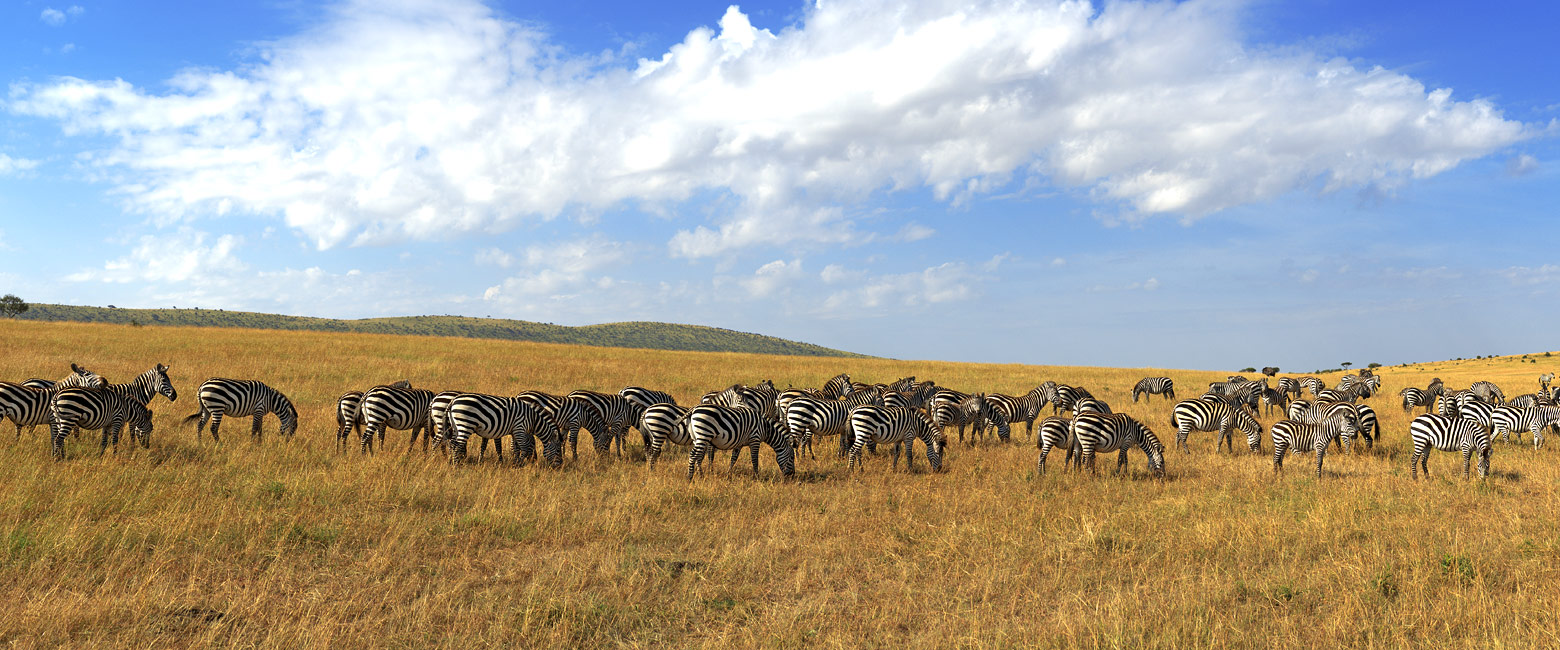 let us know your thoughts about Tanzania and we will help you create the perfect safari