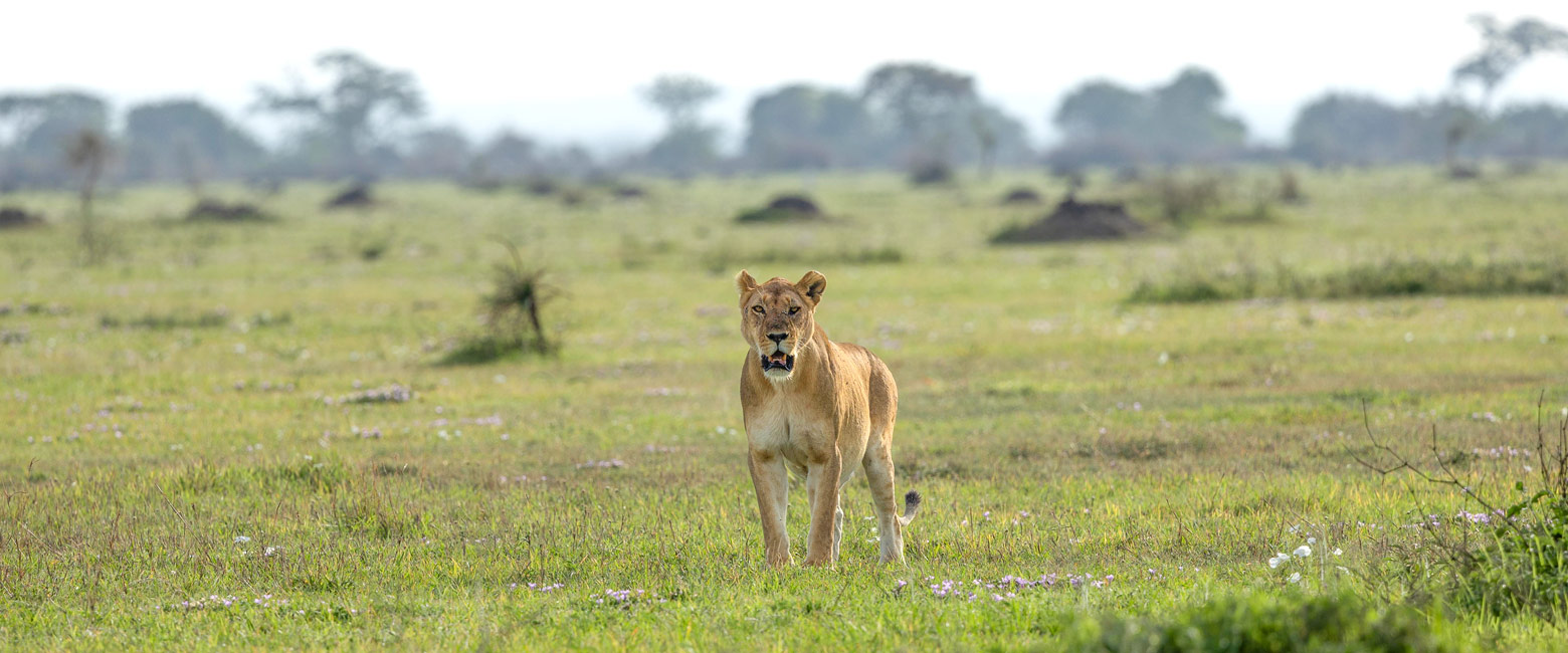 let us know your thoughts about Tanzania and we will help you create the perfect safari
