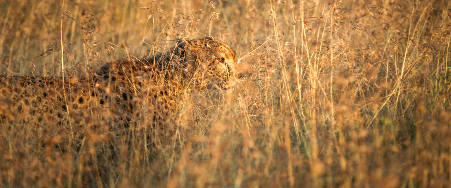 let us know your thoughts about Tanzania and we will help you create the perfect safari