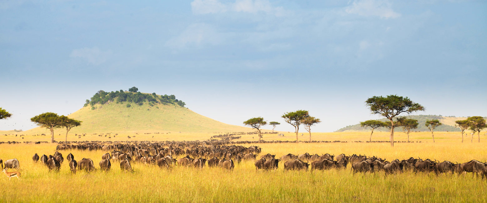 let us know your thoughts about Tanzania and we will help you create the perfect safari