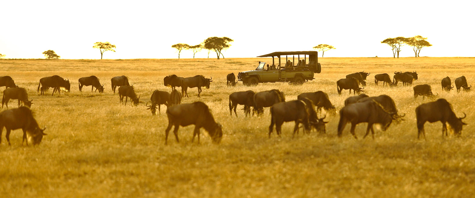 let us know your thoughts about Tanzania and we will help you create the perfect safari 
