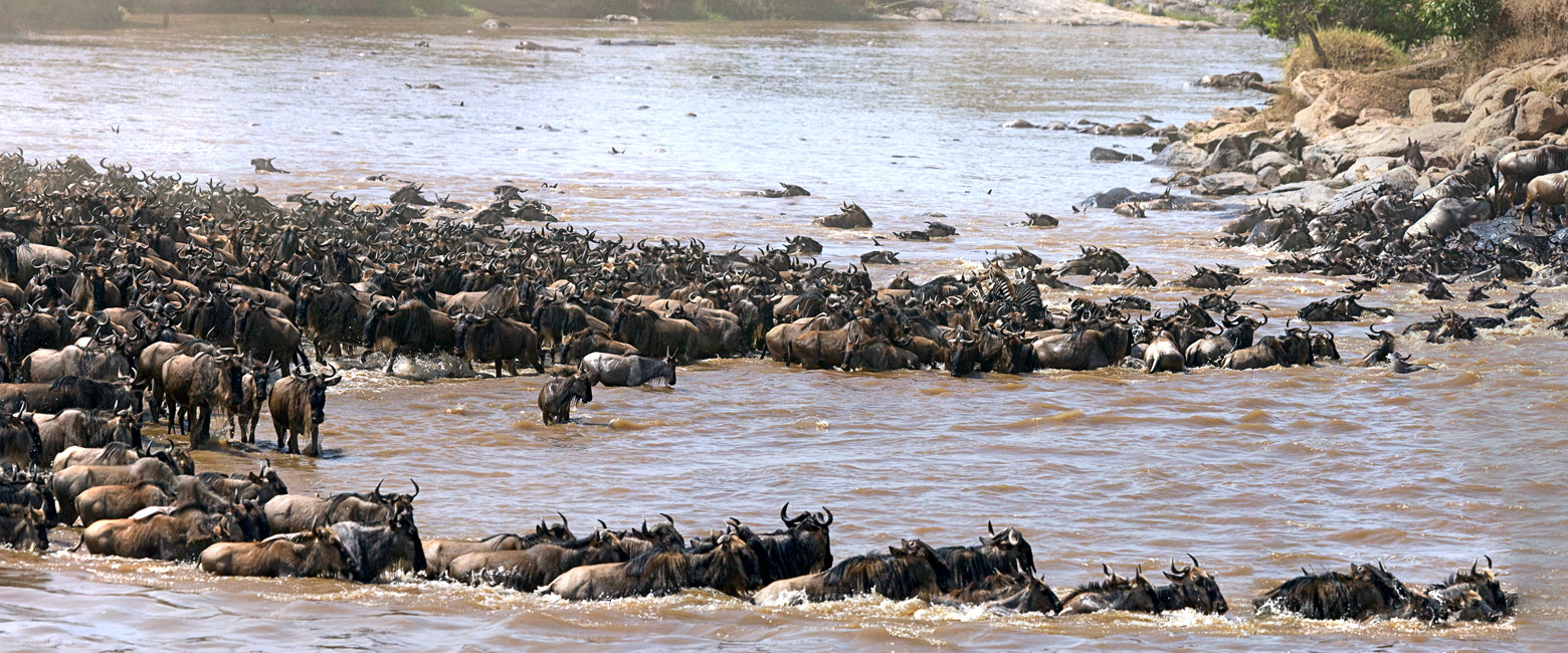 let us know your thoughts about Tanzania and we will help you create the perfect safari 