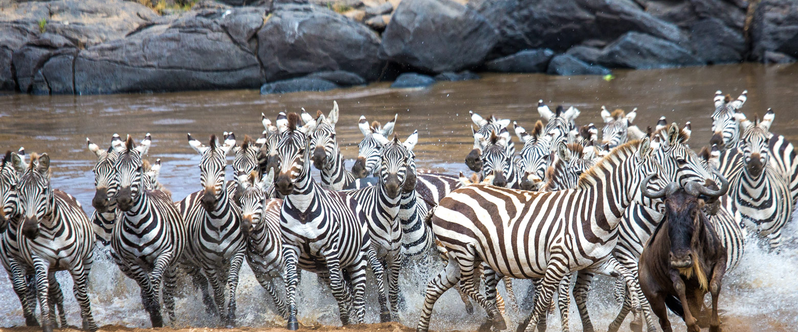 let us know your thoughts about Tanzania and we will help you create the perfect safari 