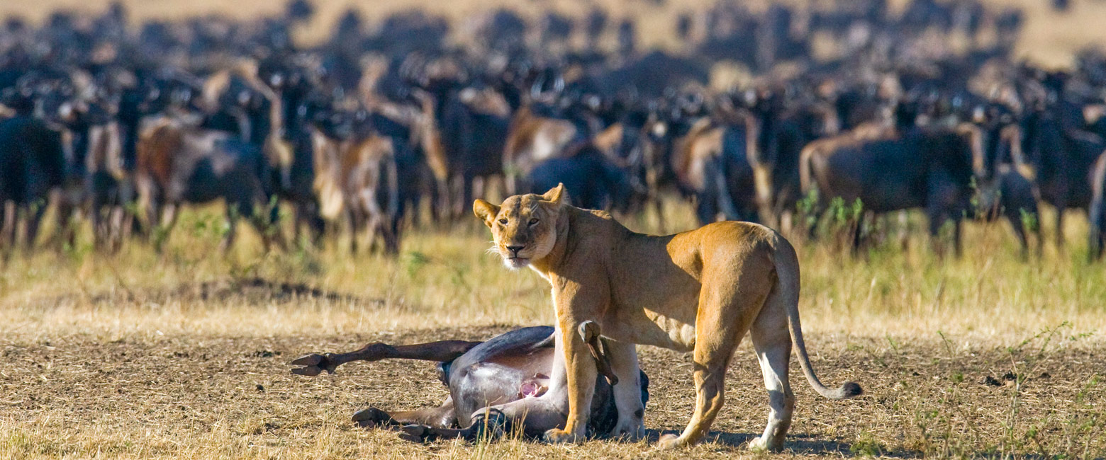 let us know your thoughts about Tanzania and we will help you create the perfect safari