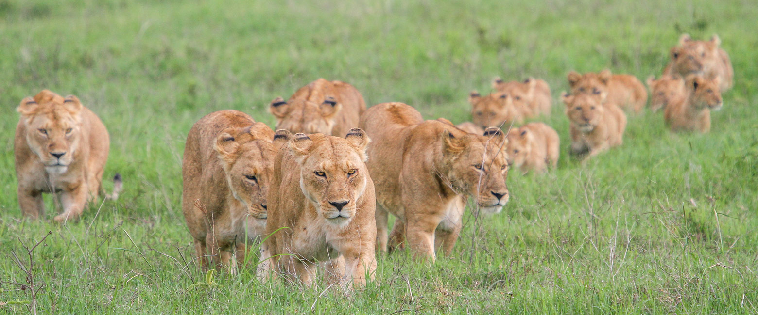 let us know your thoughts about Tanzania and we will help you create the perfect safari 