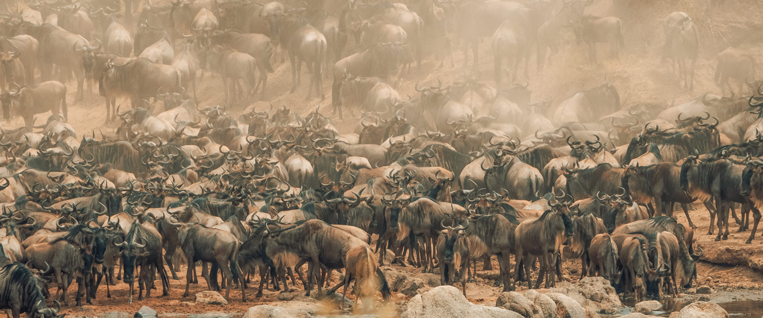 let us know your thoughts about Tanzania and we will help you create the perfect safari 