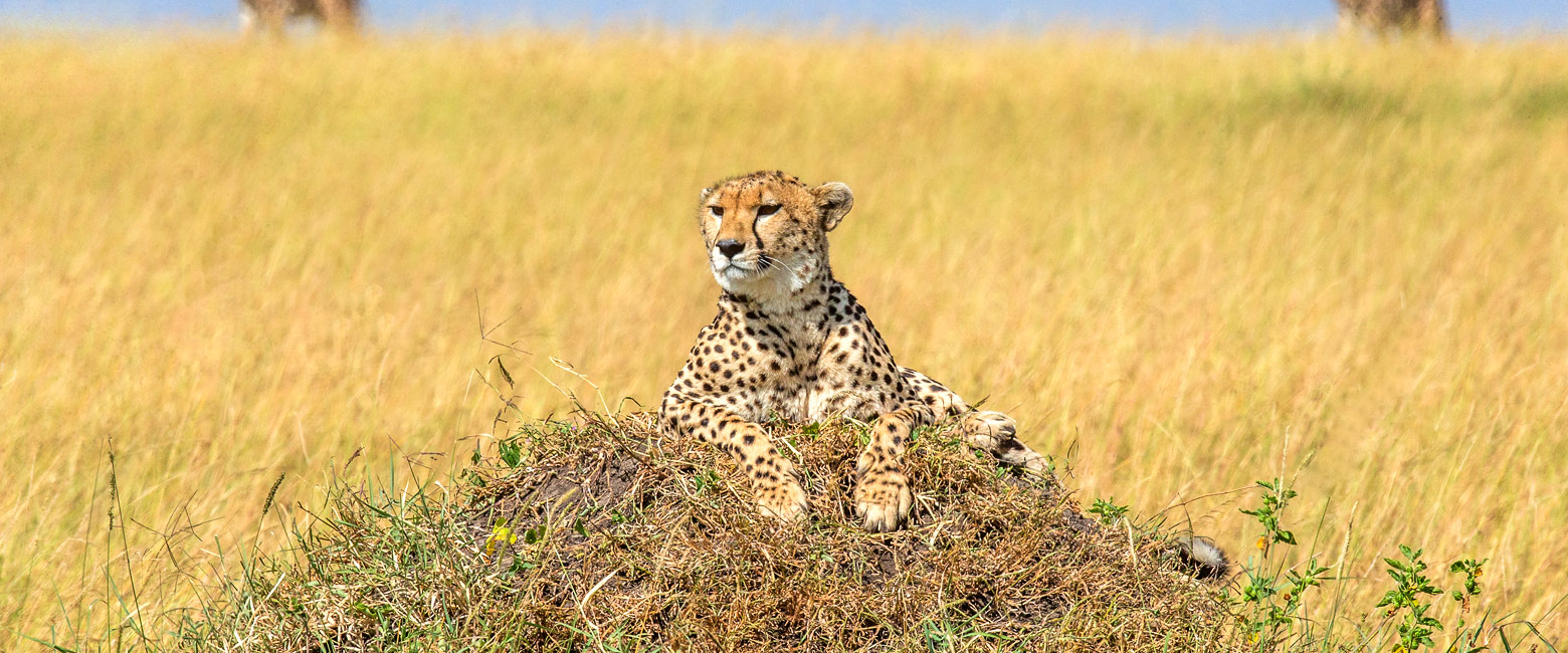 let us know your thoughts about Tanzania and we will help you create the perfect safari 