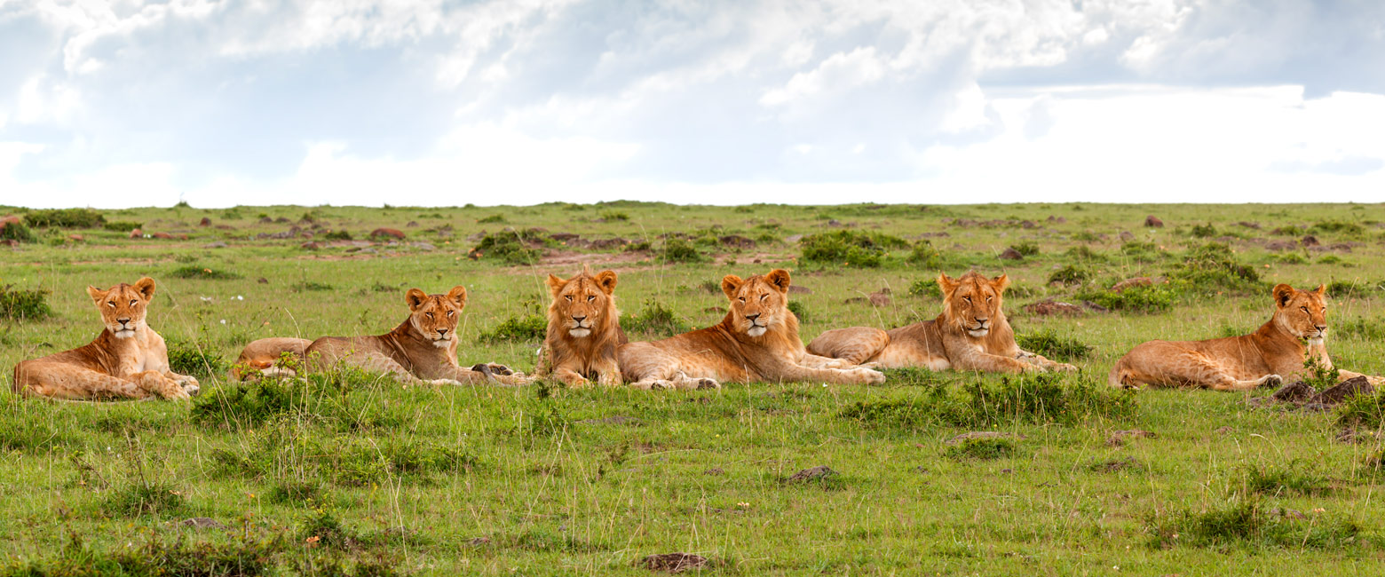 let us know your thoughts about Tanzania and we will help you create the perfect safari 