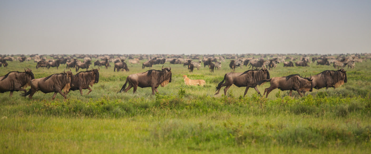 let us know your thoughts about Tanzania and we will help you create the perfect safari 
