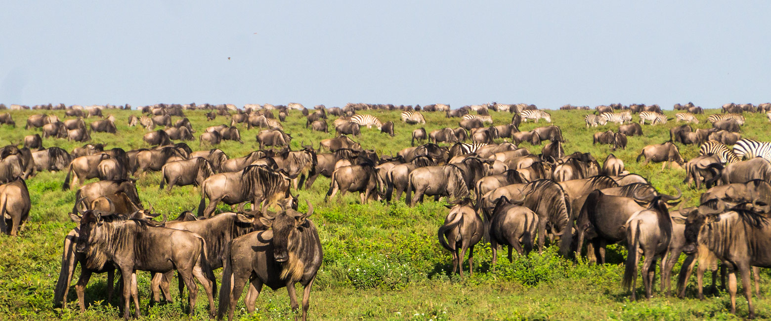 let us know your thoughts about Tanzania and we will help you create the perfect safari
