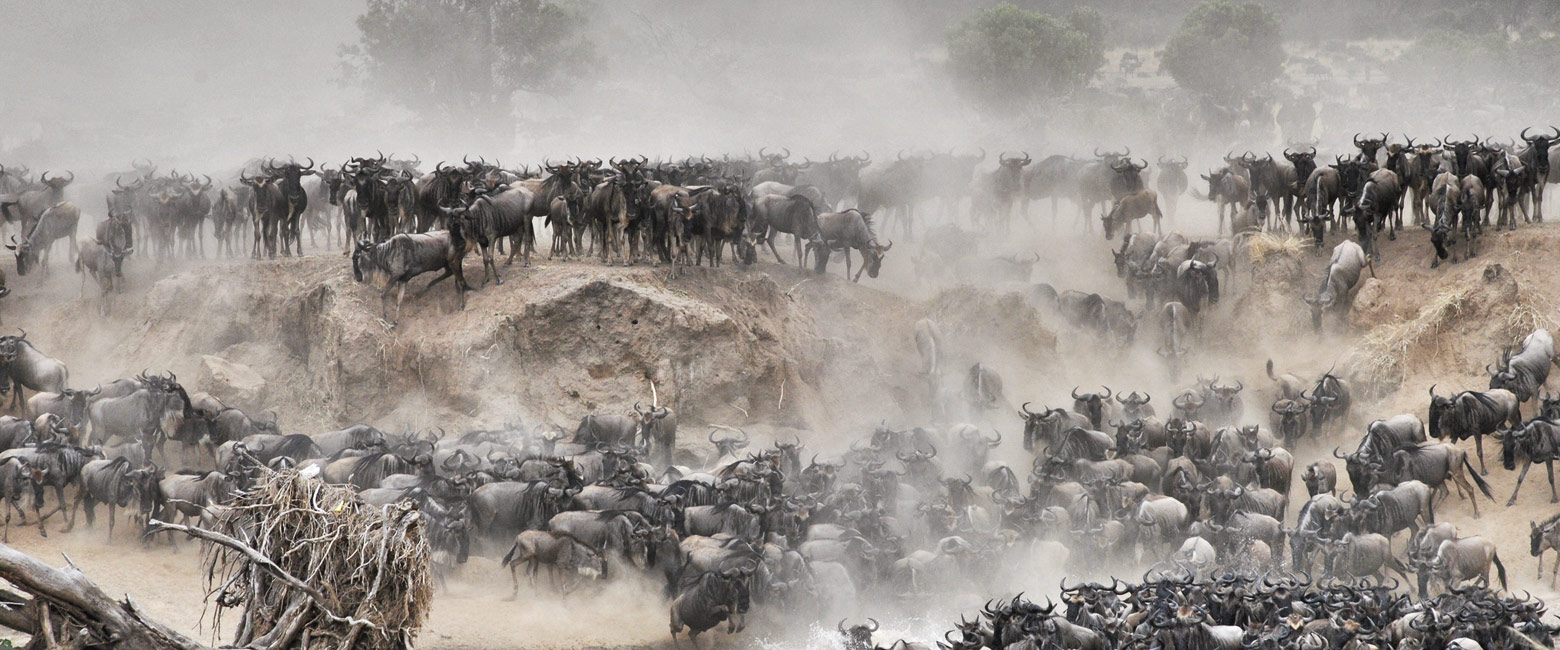 let us know your thoughts about Tanzania and we will help you create the perfect safari 