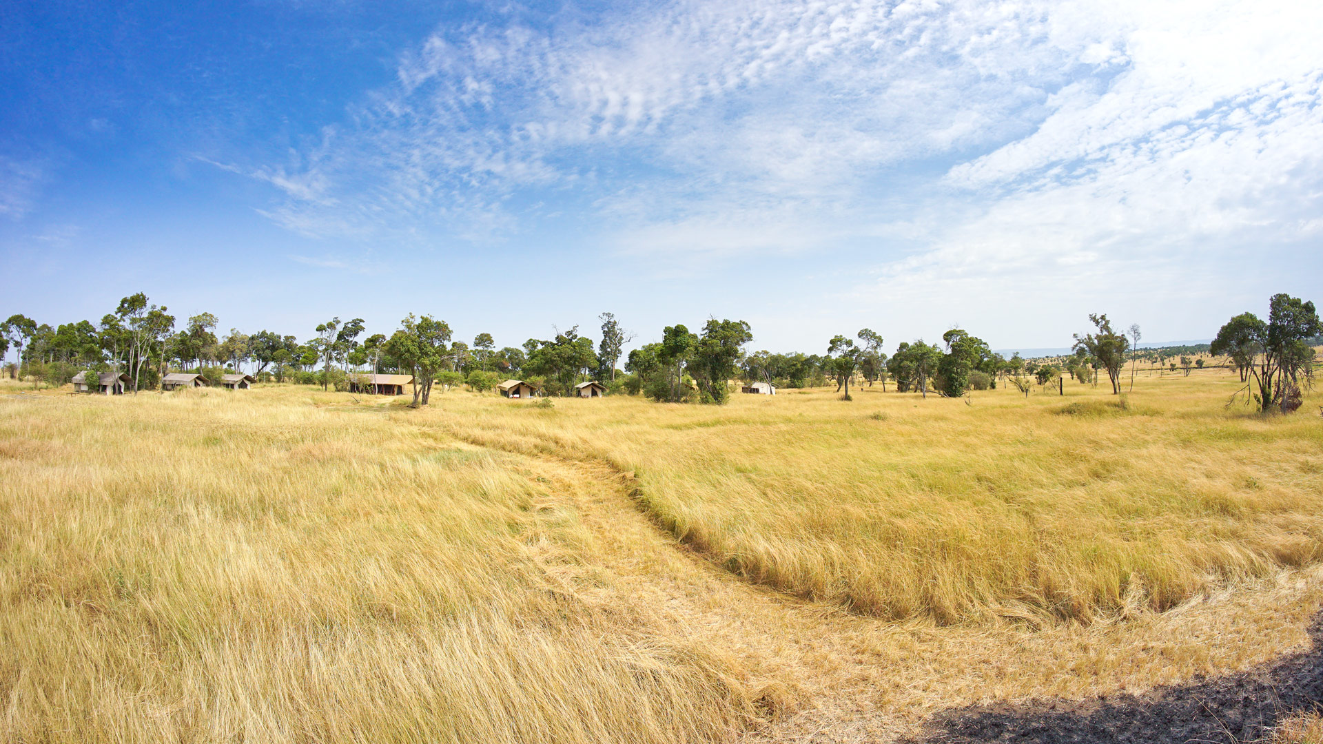 Savannah Serengeti Mara